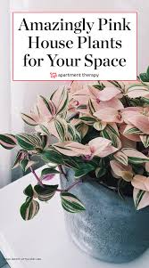 We Re All About Plants These Days And Discovering New Varieties That Knock Our Socks Off Who Knew There Were So Many Types Plants House Plants Inside Plants