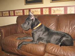 We did not find results for: Great Dane Puppies Watch Em Grow Hubpages