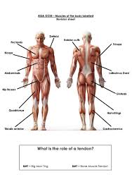 Skeletal muscle is the only voluntary muscle tissue in the human body—it is controlled consciously. Human Body Diagram Gcse Human Anatomy