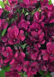 Maybe you would like to learn more about one of these? Clematis Bijou From The Bransford Webbs Plant Company