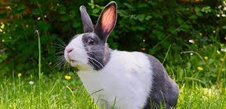 Check spelling or type a new query. Pet N Sur Six Fascinating Facts About Rabbits