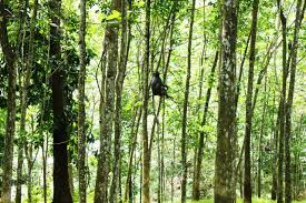 Palm wine arecaceae palm oil tree, coconut tree, leaf, tree branch png. Bukit Lawang Orang Utan Sanctuary Discover Your Indonesia