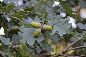 Foliage—oak tree and fruit seller. Hd Wallpaper Acorns Tree Fruit Oak Leaves Green Tree Fruit Plant Wallpaper Flare