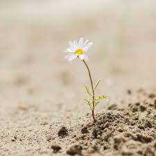 Facts about flowers for kids. Flower Facts Facts Just For Kids