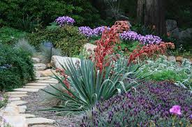 Image result for Beschorneria sp. (Biegel 5357)