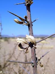 Image result for Catophractes alexandri