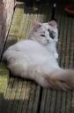 Tortie Ragdoll Cats | Seal Tortie Point Cat | Ragdoll ...