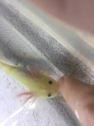 £15 for one, £25 for 2. Baby Axolotl For Sale