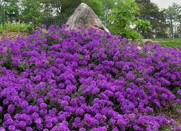Mousse Verveine Est Une Plante Vivace Rampante Courte Qui Est Tres A La Secheresse Et La Chaleur Tolerante C Jardin En Pente Amenagement Jardin Jardins