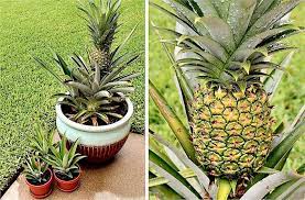 And So The Day Arrives When Their More Than Six Year Journey Ends Http Insidenanabr Grow Pineapple Plant Container Gardening Vegetables Pineapple Planting