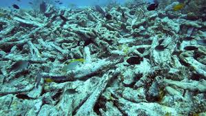 Karena hal tersebut dapat merusak terumbu karang,menyebabkan banyaknya ikan yg mati,merusak ekosistem. Apa Saja Yang Termasuk Jenis Penangkapan Ikan Destruktif Kelautan Dictio Community