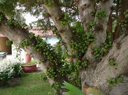 Image result for Ficus lutea