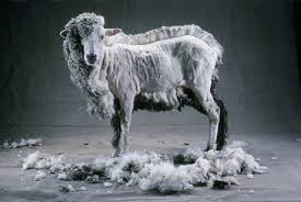 Cary Wolinsky Half Shorn Sheep Beaufort Victoria Australia Available For Sale Artsy Sheep Animals Sheep And Lamb