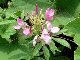 Image result for Cleome houtteana
