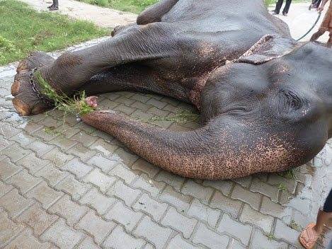 KTVU - ELEPHANT WEEPS AFTER RESCUE: A 50-year-old elephant who had spent  much of his life shackled in chains, wept when he was finally freed from  captivity. "Raju" had tears streaming down