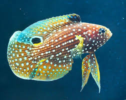 The Marine Betta Or Comet Betta Marine Fish Salt Water Fish