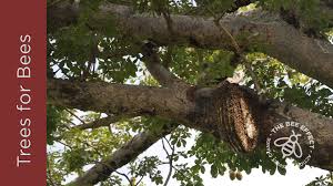 We did not find results for: 2020 Arbor Week Trees For Bees The Bee Effect