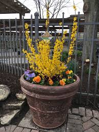 Pin By Martinabury On Garden Center Garden Center Plants Garden