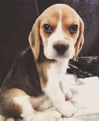 270 Awesome Girl Dog Names Girl Dog Names Girl And Dog Dog Names