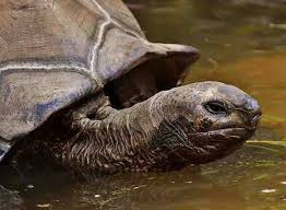 See full list on pawtasticpet.com Turtles Swim But Tortoises Don T Here S Why Tortoise Owner