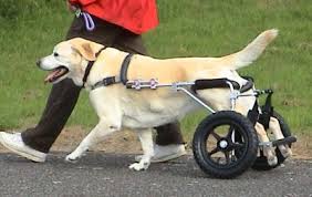 Pin By Cathy Kawakami On Dog Paralysis Dog Wheelchair Diy Dog Wheelchair Disabled Dog