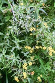 Image result for Berkheya spekeana