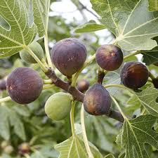 Monitoring and assessing the nutrient needs of the orchard. Fig Plant At Rs 60 Plant Fig Plant Id 16479611512