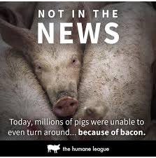 Pin By Animal Realities On Bacon Though Animal Rights Vegan Animals Animal Activism