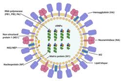 Image result for Influenza