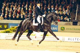 The sale sent a shock wave through the horse world. Edward Gal Pays Tribute To Wonder Dressage Horse Totilas Horse Hound