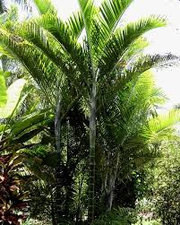 Image result for Dypsis