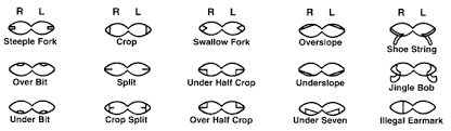 How to add a watermark in adobe photoshop; Tsha Cattle Brands