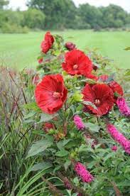 Hibiscus Perennial Xxl Summerific Version Of My Valentine Tuinkunst Tuin Kamerplanten