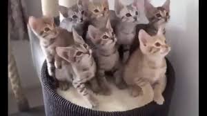 En Komik Kedi Videolari Video Izle Indir Videoindirelim Com