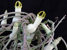 Image result for Ceropegia circinata