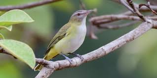 Image result for Ozoroa viridis