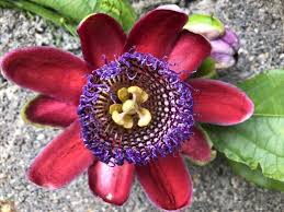 Image result for Passiflora quadrangularis