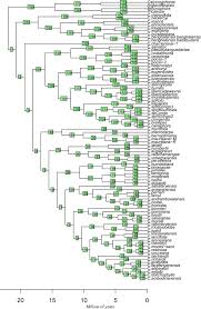 Image result for Calycosiphonia