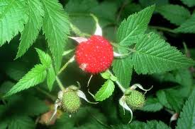 Image result for Rubus rosifolius