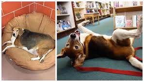 We are a pet loving group of people working to find furever homes for furry friends. One Tail At A Time Dog Adoption And Community Building In Chicago