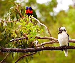 A wide variety of birds backyard options are available to you, such as feature, material, and use. How To Attract Native Birds To Your Garden Australian House And Garden