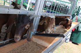 Dalam berbisnis atau berinvestasi penting bagi pemilik modal untuk membuat surat perjanjian atau mou kerjsasama. Potensi Keuntungan Dan Manfaat Dalam Beternak Kambing Portal Agribisnis Indonesia