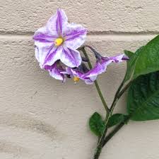Image result for Solanum litoraneum