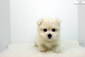 Tyson Toy Pomtese Available Puppies Designer Dogs Maltese Dogs