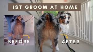 Got Him Back From The Groomer “Not Shaved” : R/Australianshepherd