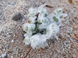 Image result for Litogyne gariepina