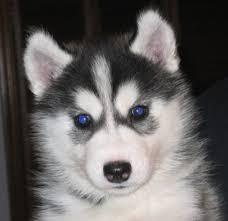 Black And White Husky Puppy With Blue Eyes Alaskan Husky Puppies Black White Alaskan Husky Puppy With Pretty Dark Blue Eyes Png Husky Puppy Husky Dogs Beautiful Dog Breeds