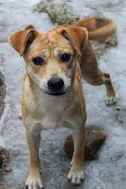 Dogs For Adoption Petfinder Dog Adoption Puppy Adoption Cute Cats And Dogs