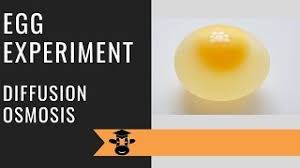 The cell membrane controls what moves into and out of the cell. Egg Experiment Demonstrates Osmosis And Diffusion Youtube