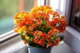 Kalanchoe Dying : R/Plantclinic